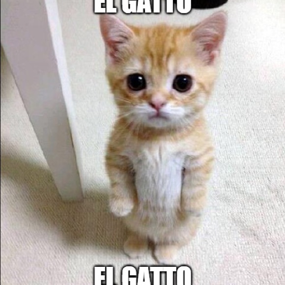 el_gato421